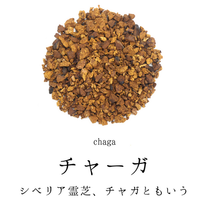 チャーガ茶 農薬検査済 無添加 チャガ茶 シベリア霊芝