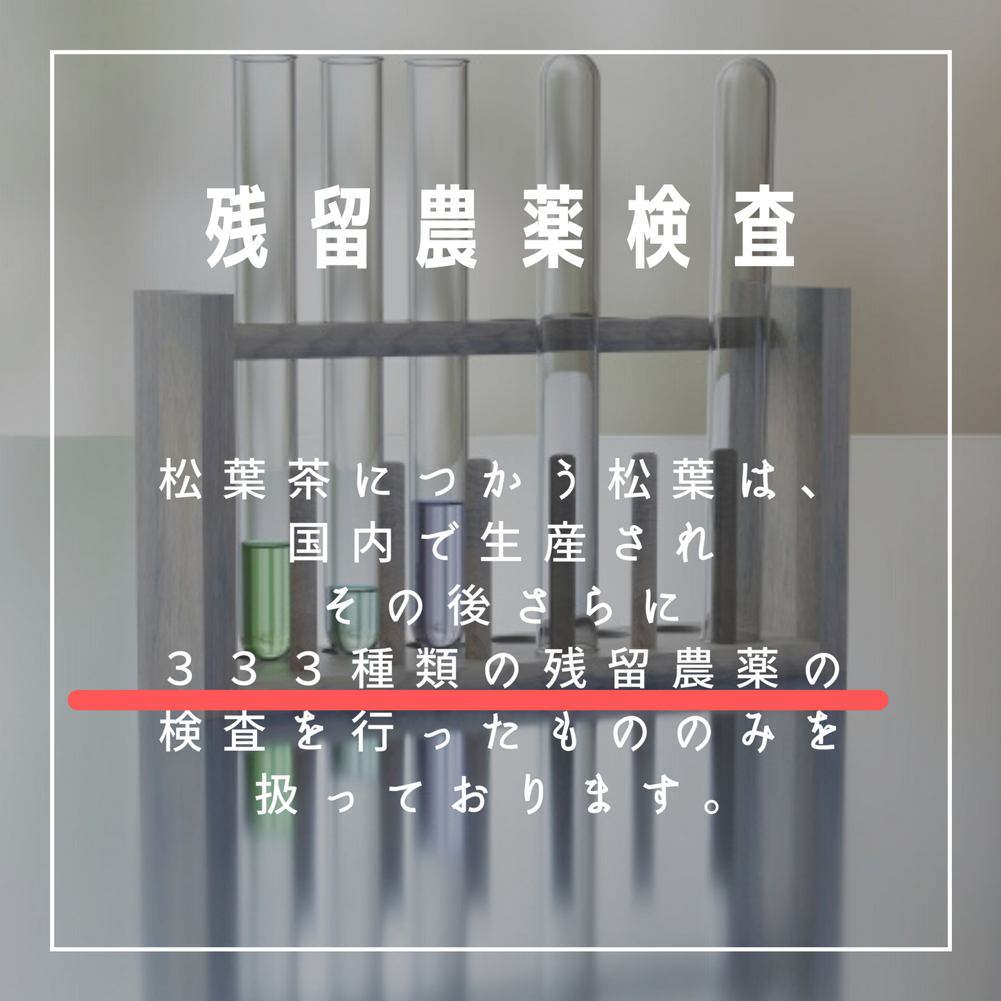 国産松葉茶（徳島県産アカマツ）　農薬検査済み