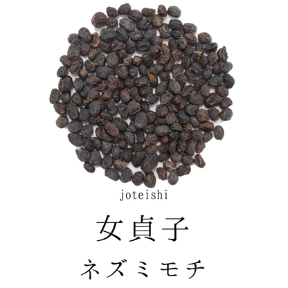 女貞子茶 農薬検査済 じょていし　ネズミモチ